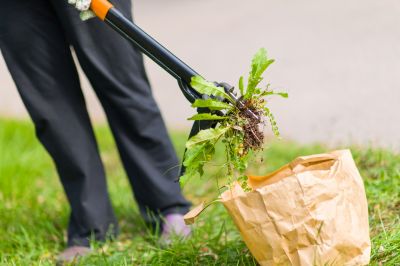 Flower Bed Weeding Service in Rockwall, TX