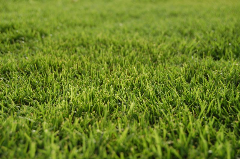 Lawn Replacement in Honolulu, HI