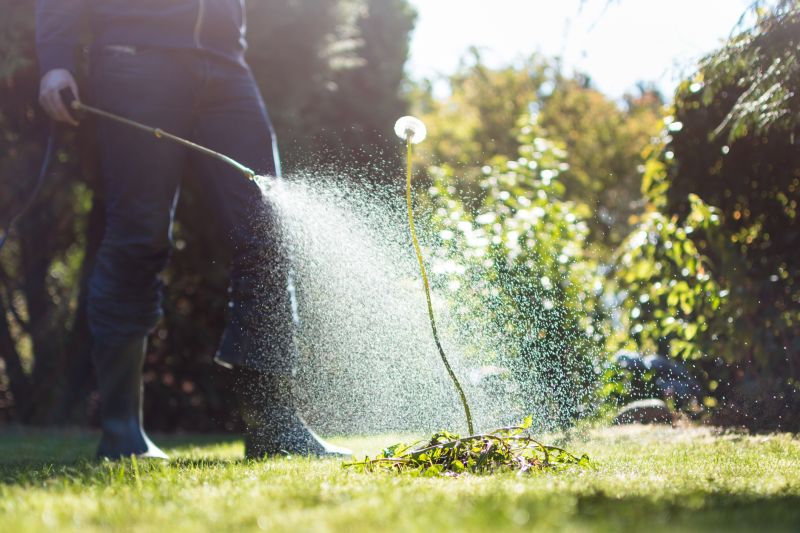 Pampas Grass Control in Ventura County, CA