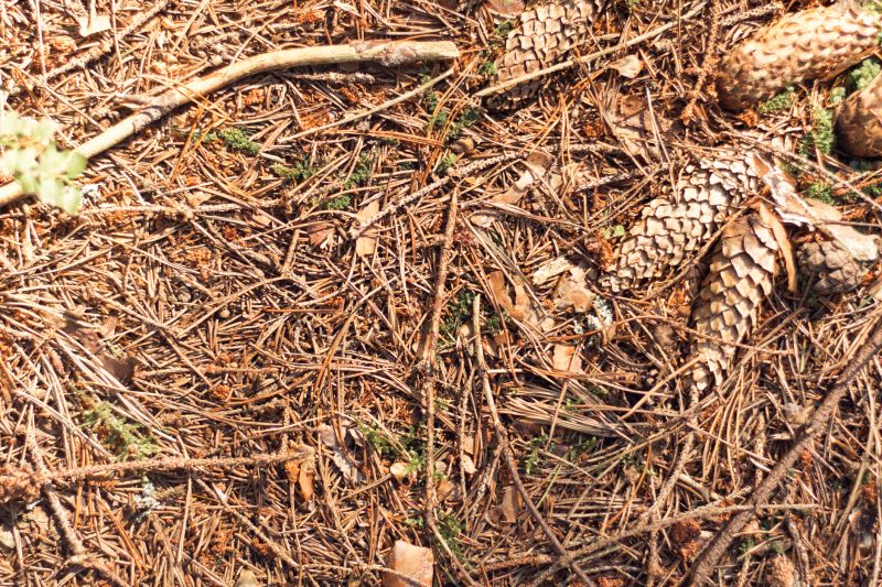 Pine Straw Raking in Honolulu, HI