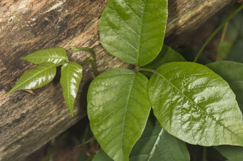 Poison Ivy Removal in Delaware County, PA