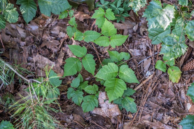 Poison Ivy Removal in Harford County, MD