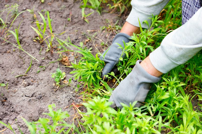 Poison Oak Removal in Montgomery County, PA