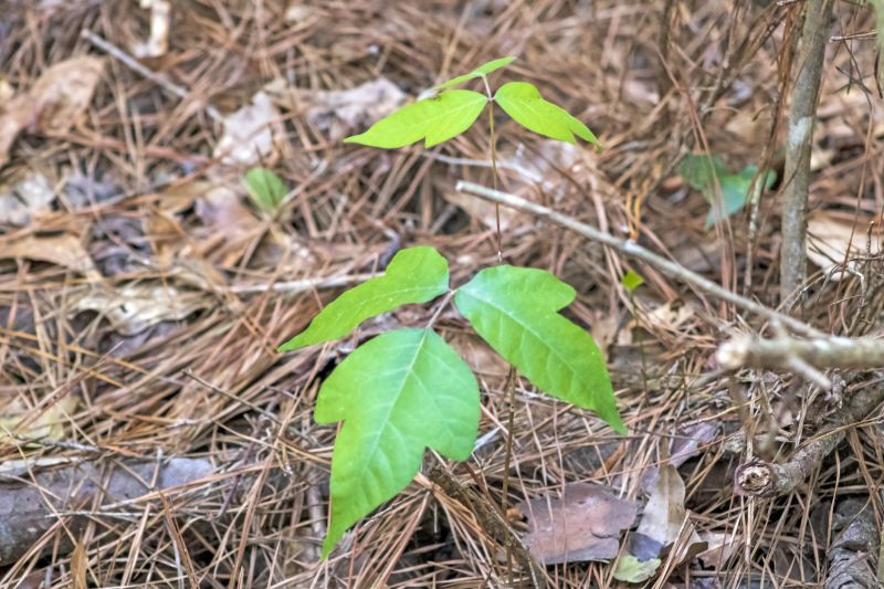 Poison Oak Removal in Bucks County, PA