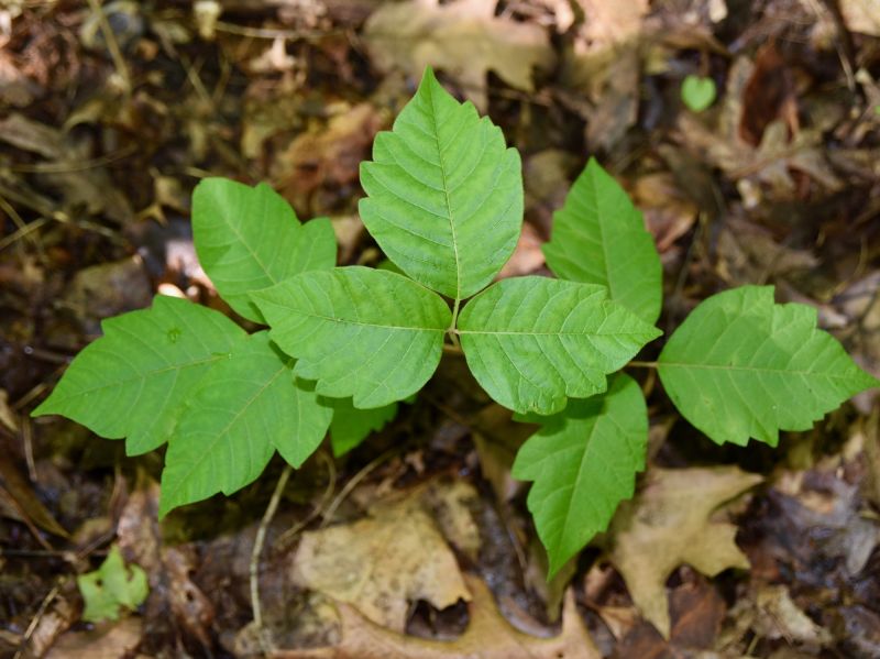 Poison Oak Removal in Harford County, MD