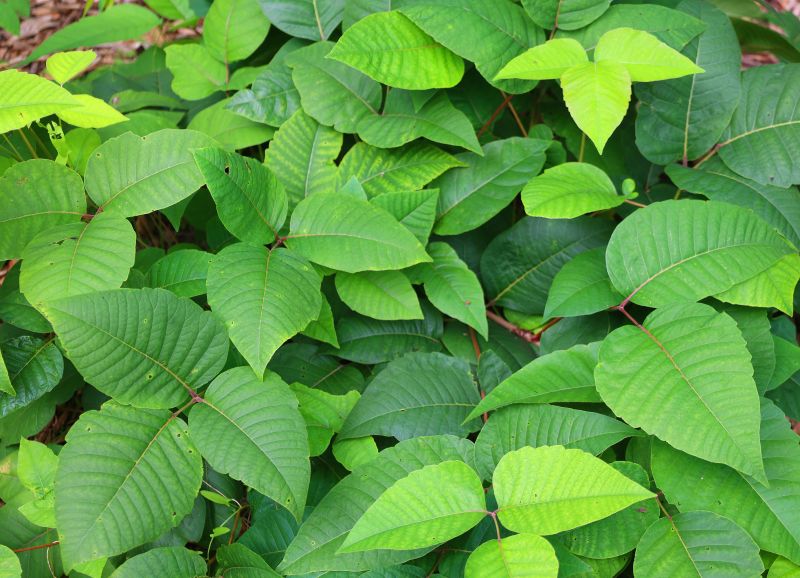 Poison Ivy Removal in Philadelphia, PA